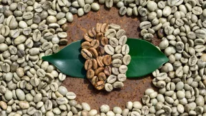 arabica-robusta-farki